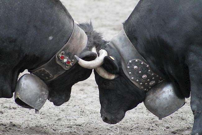 Auch am kommenden Nationalen Finale der Eringerrasse, welches am 5. und 6. Mai 2018 in der Arena in Aproz ausgetragen wird, werden Züchter und Zuschauer wieder erbitterte Kämpfe zu sehen bekommen. 