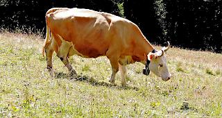 Nicht alle erfreuen sich am Gebimmel der Kuhglocken. Der Staatsrat will aber kein Gesetz.