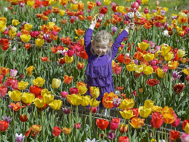 Das lässt Mutterherzen höher schlagen: Ein selbst gepflückter Blumenstrauss zum Muttertag. (Archivbild)