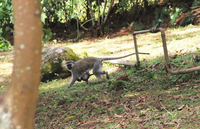 Eine besondere Attraktion im neuen Zuhause: Die Affen im hauseigenen Garten.