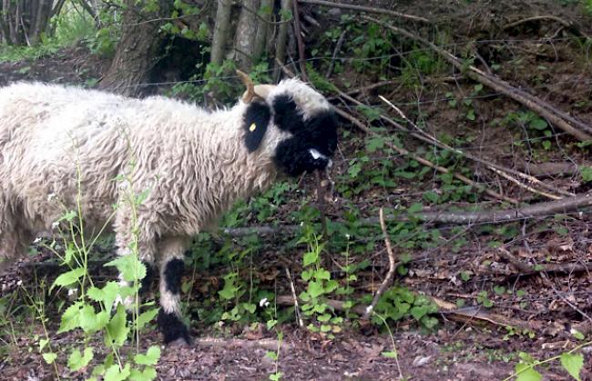 Gestresste Tiere. Zwei weitere Schafe gerissen.