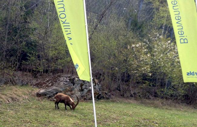 Nahe am Geschehen. Der abgelichtete Steinbock lässt sich nicht aus der Ruhe bringen.