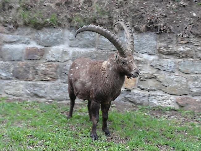 Eine Leserin schickte uns am Sonntag dieses Bild mit folgenden Zeilen: «Hey, heider na nie en Steinbock gseh!? Gib na es bitzi Gas, denn längst der na grad z