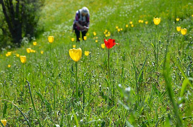 Die rote Form der Grengjer-Tulpe mit purpurfarbenen Staubbeuteln.