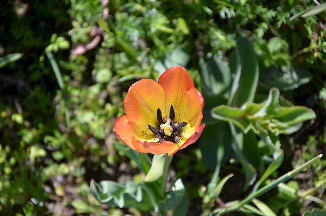 Die rot gestreifte Form der Grengjer-Tulpe mit purpurfarbenen Staubbeuteln.