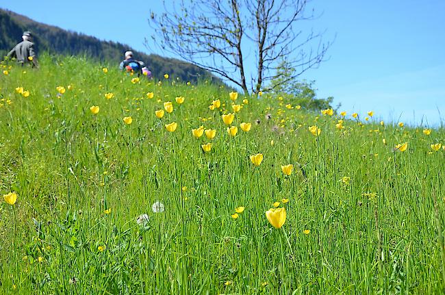 Ein Acker voller Grengjer-Tulpen.