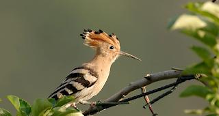 Ein Wiedehopf mit seinem Kopfschmuck.