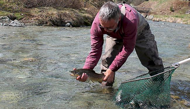 28 Tonnen oder etwa 100’000 Massfische werden deshalb Jahr für Jahr aus Fischzuchten in die Gewässer des Wallis entlassen. 