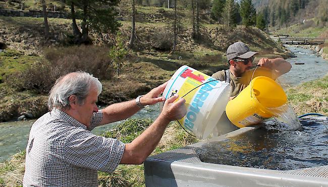 Temperaturausgleich. Bevor die Fische ins kältere Wasser der Turtmänna ausgesetzt werden, muss das wärme Wasser des Transportbecken mit Wasser aus dem Bach abgekühlt werden. Sonst verenden die Fische an einem Kälteschock. 
