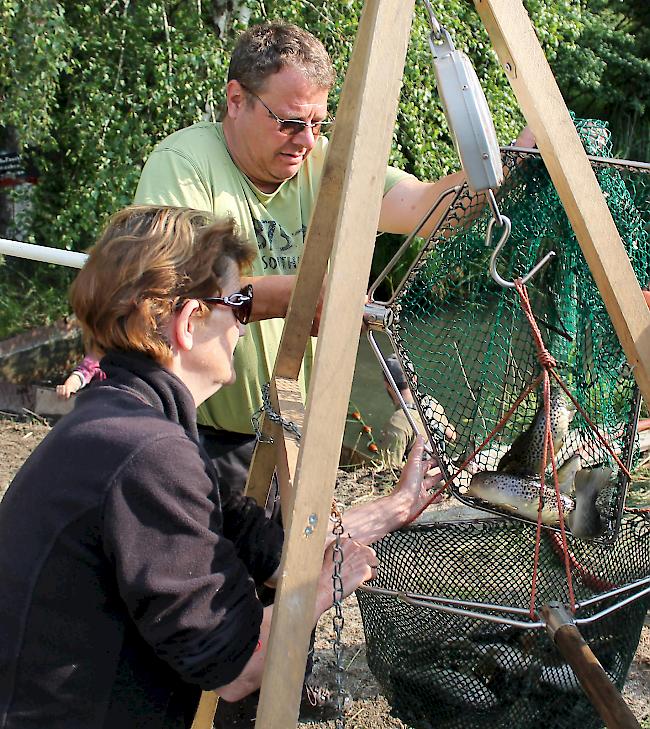 Auf die Waage. Bevor die Fische im Transportbecken landen, werden sie von Michel Roten, dem Besatzchef der Fischzucht Leuk, gewogen. 
