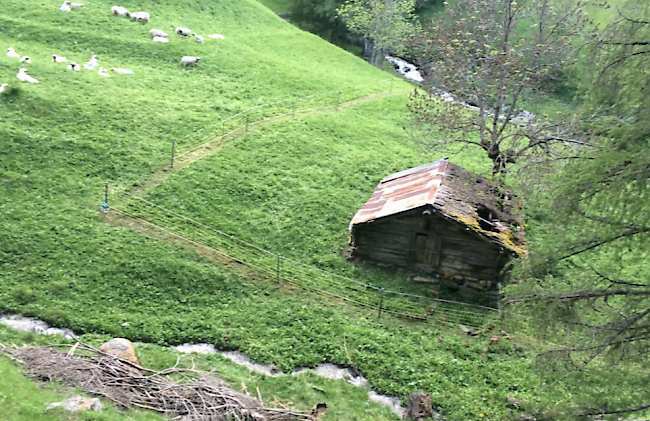 Nachtpferch in Unterbäch. Dieser wurde am Montagnachmittag von der Herdenschutz GmbH mithilfe eines Schäfers erstellt, der gleichentags drei Lämmer an den Wolf verlor.