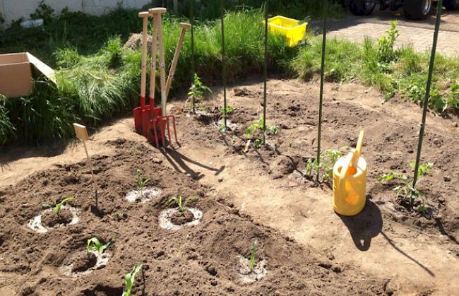 Es hat sich einiges getan seit Ende April: Verschiedene Gemüsesorten wurden gepflanzt...