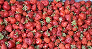 K&ouml;stlich. Die frisch gepfl&uuml;ckten Erdbeeren vom Feld in Chalais.