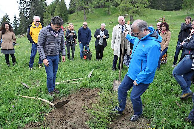 Staatsrat Jean-Michel Cina pflanzt die letzte Lärche ein.