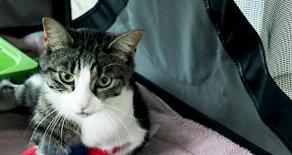 Verletzt. Nach der feigen Schussattacke wurde Katze Lilly bis zu acht Wochen &laquo;Boxenruhe&raquo; verordnet.