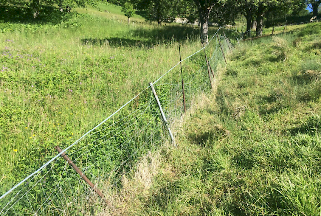 Blick auf die Schafweide in Zeneggen, in der ein Wolf am Freitag ein Schaf getötet hat.