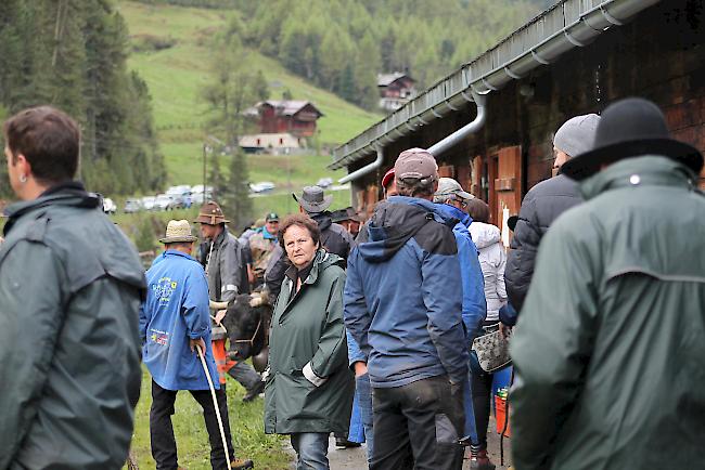 Vor dem grossen Ringkuhkampf tauscht man sich aus.  