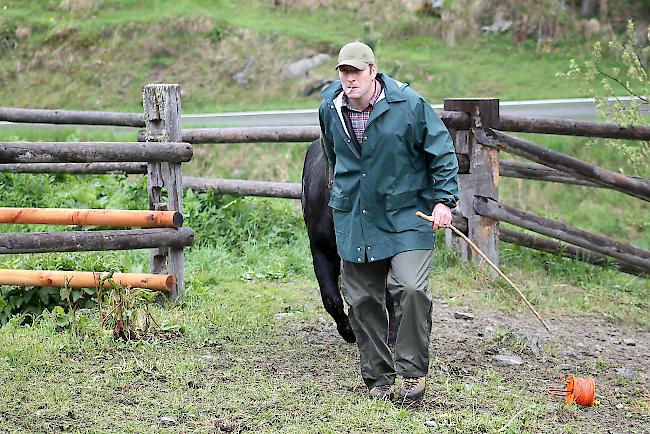 Alpaufzug im Turtmanntal: Züchter und Helfer führen ihre Eringerkühe nacheinander in den Pferch. 