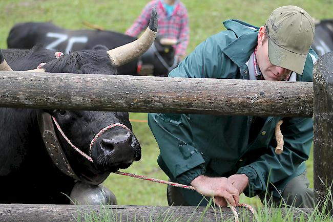 Alpaufzug im Turtmanntal: Züchter und Helfer führen ihre Eringerkühe nacheinander in den Pferch. 