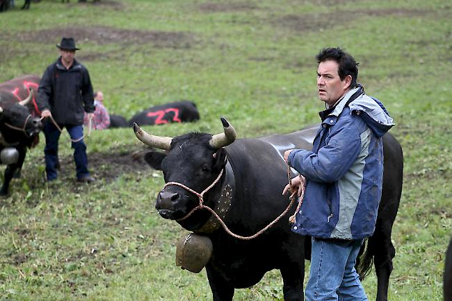 Alpaufzug im Turtmanntal: Züchter und Helfer führen ihre Eringerkühe nacheinander in den Pferch. 