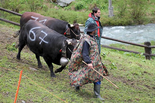 Alpaufzug im Turtmanntal: Züchter und Helfer führen ihre Eringerkühe nacheinander in den Pferch. 