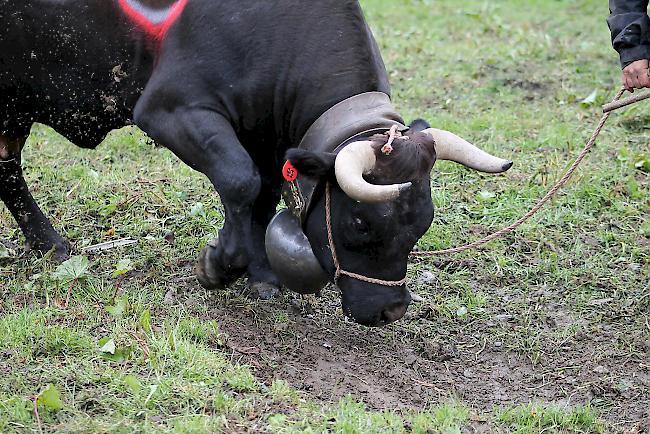 Das Warten vor dem grossen Kampf. 