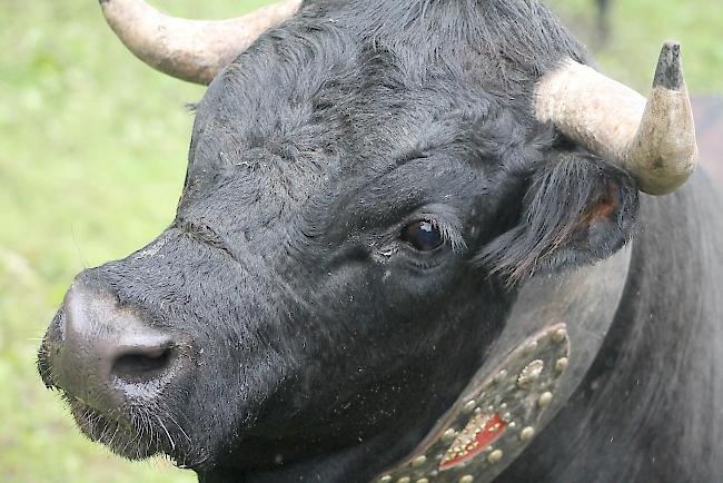 Diesjähriger Alpaufzug im Turtmanntal. 