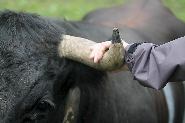 Diesjähriger Alpaufzug im Turtmanntal. 