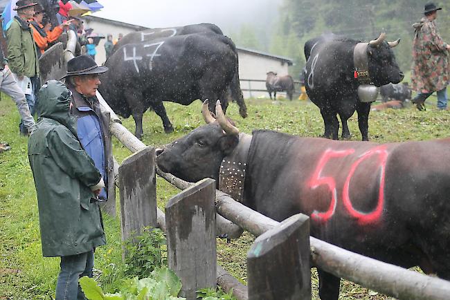 Diesjähriger Alpaufzug im Turtmanntal. 