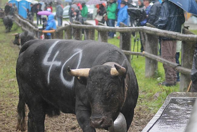 Alpaufzug Turtmanntal 2016