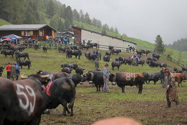 Diesjähriger Alpaufzug im Turtmanntal. 