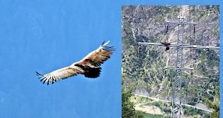 Der eindr&uuml;ckliche M&ouml;nchsgeier fand auf einem Strommasten bei Staldenried den Tod.