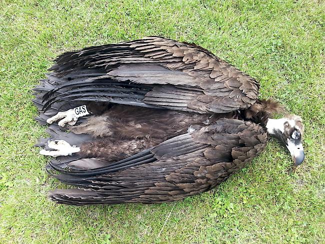 Der einjährige Mönchsgeier war 6,4 Kilogramm schwer, mit einer Flügelspannweite von 2,7 Metern.