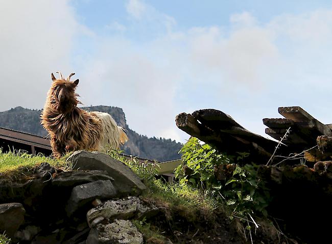 Kupferhalsziegen sind äusserst gebirgstaugliche Tiere. 