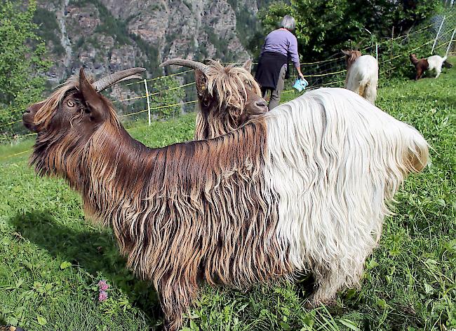 Die Kupferhalsziege gehört laut ProSpecieRara zur Gruppe der Walliserziegen und weist mit ihrer Kupferfarbe auf die gemeinsamen Vorfahren, die Kupferziegen hin.