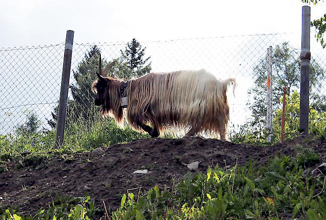 Die Kupferhalsziegen von Philipp und Simon Gruber zieht es nun auf die Alp. 