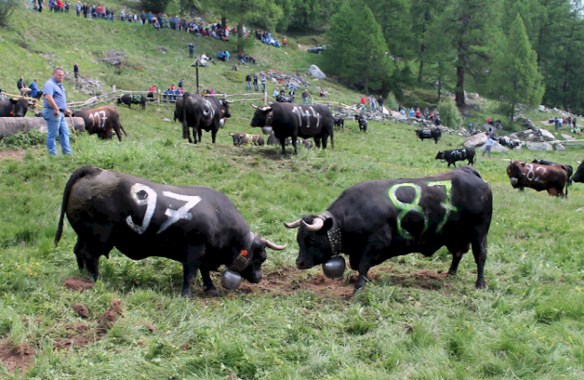 Impression vom Alpaufzug Moosalp vom Samstag