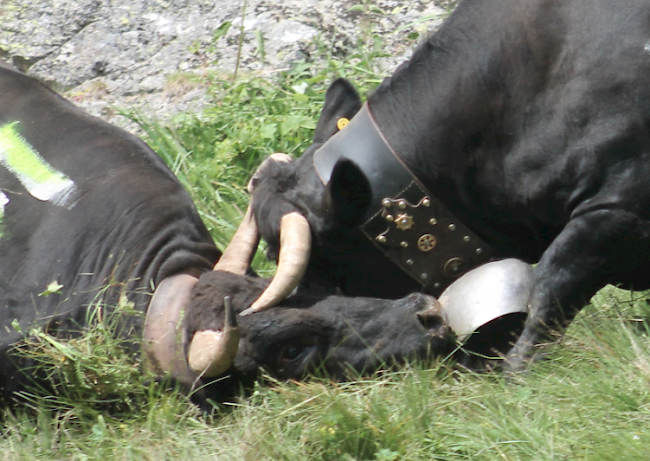 Impression vom Alpaufzug Moosalp vom Samstag