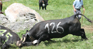 Impression vom Alpaufzug Moosalp vom Samstag