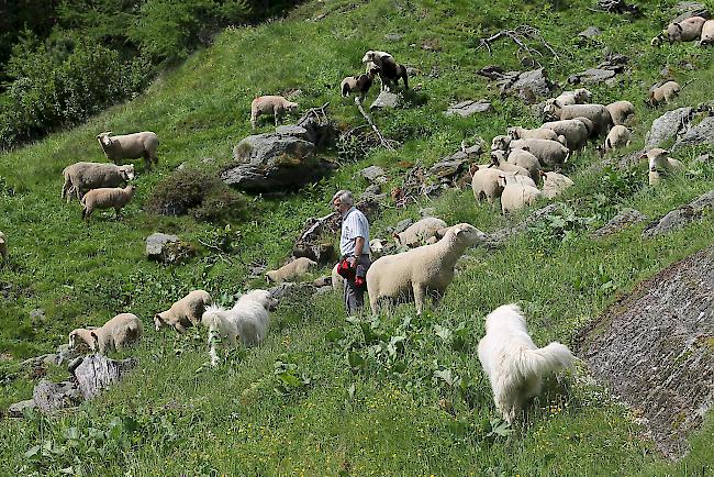 Kontrollgang. Alpchef René Bregy läuft mit zwei der vier Herdenschutzhunden die 500-köpfige Schafherde im Turtmanntal ab. 
