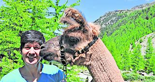 Zutraulich. Gruber pflegt zu jedem der Lamas (im Bild Charly Brown) ein ganz pers&ouml;nliches Verh&auml;ltnis  &ndash;  diese wissen das sehr zu sch&auml;tzen. 