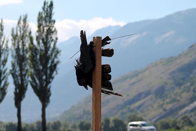 Die toten Krähen stammen aus tiefgefrorenen Beständen eines Wildhüters aus der Jagd 2015.