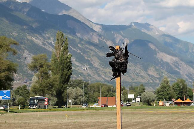 Aus einem Maisfeld westlich von Turtmann sind tote Rabenkrähen als Vogelscheuchen aufgepfählt.