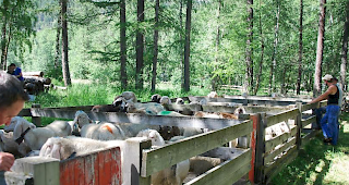Die Schafe sind separat nach Bauer unterteilt.