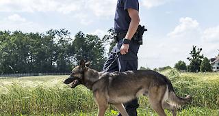 Drogensp&uuml;rhund Sombra hat bereits rund 300 Eins&auml;tze absolviert. (Symbolbild)