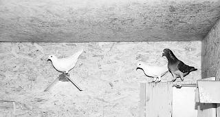 Wenig Betrieb. Tags&uuml;ber sind die meisten Tauben im Freien unterwegs; erst gegen Abend f&uuml;llt sich der Schlag. 