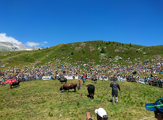 Impressionen des Sommerstechfests auf der Belalp.