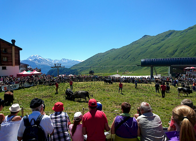 Impressionen des Sommerstechfests auf der Belalp.