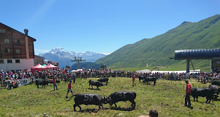 Stechfreudige Athletinnen in ihrem Element.