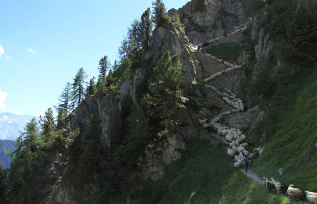 Die rund 800 Schafe hatten einen sieben- bis achtstündigen Marsch durch die Oberaletsch-Schlucht und die Steigle hinauf aufs Alpji hinter sich.